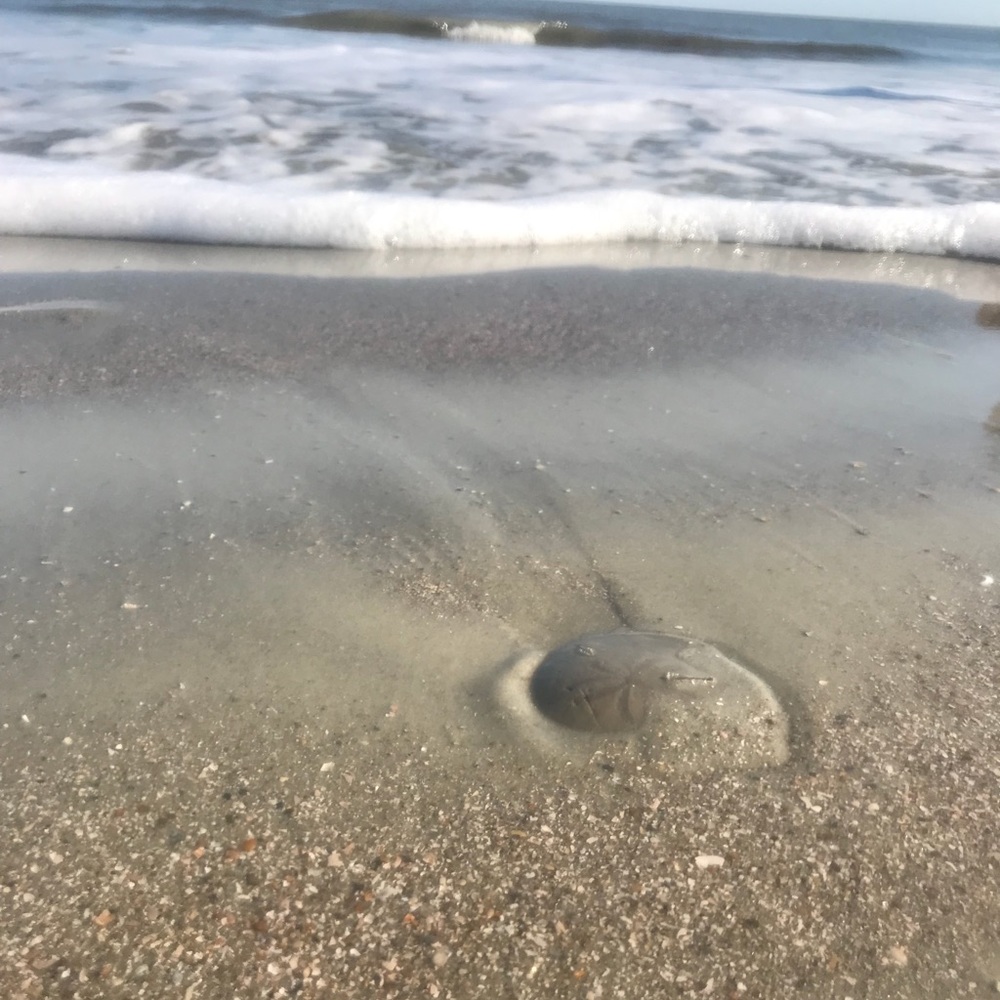 Meet your Posher, Jess